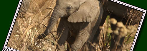 For more about Mikumi Wildlife click here.